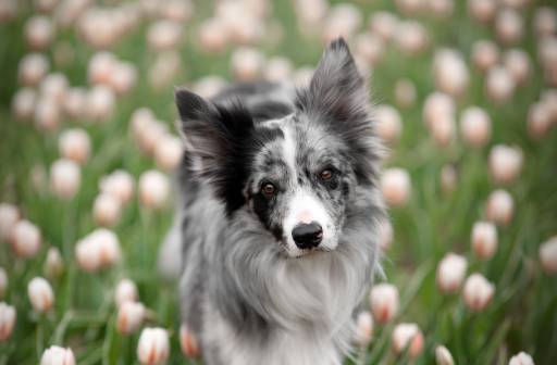 Warsztaty fotografii psów - Warszawa